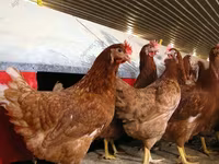 Chickens — الصورة 4