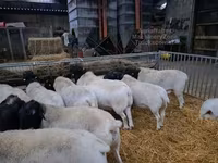 Carnero, Dorper sheep — foto 3
