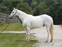 Caballo, National Show Horse — foto 2
