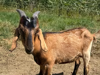Cabro, Nubian Goat — foto 3