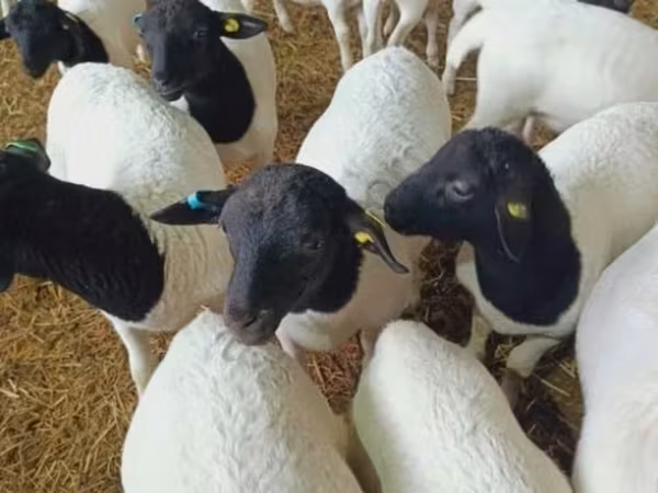 Oveja, Dorper sheep