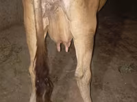 بقرة, Ukrainian Brown Dairy Cattle — الصورة 2