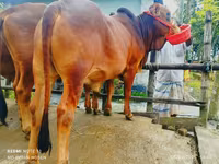 सांड, मवेशी — फ़ोटो 2