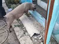 خنزير ذكر, Дюрок — الصورة 1