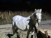 Yegua, Caballos — foto 2