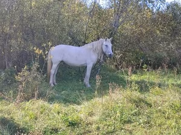 Horses