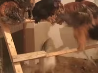 Chickens — الصورة 4