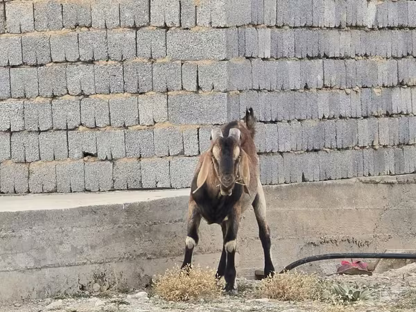 تيس, Nubian Goat