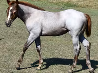 Mare, Quarter Horse — photo 8