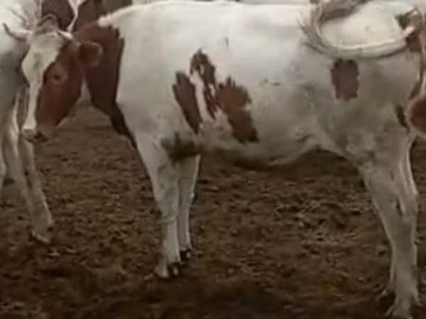 Simmental cattle
