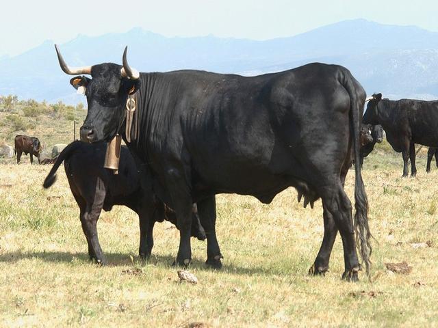 Avileña-Negra Ibérica