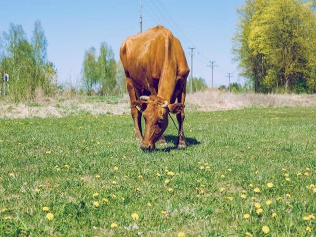 Brown Carpathian breed
