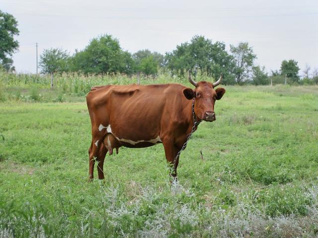 Red Tambov cow