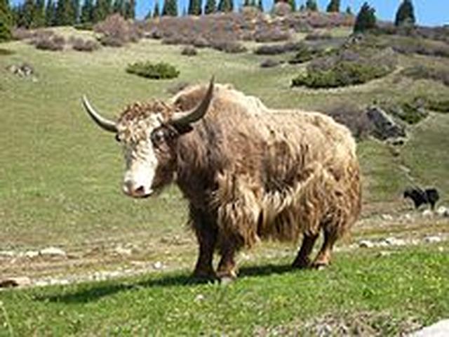 جنگلی یاک