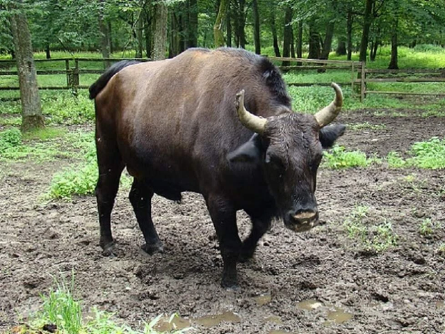 Zhubron