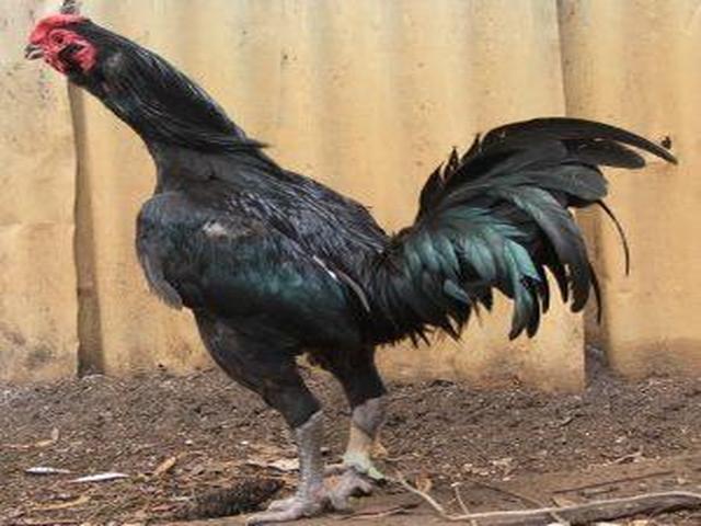 Ausztrál Pit Game fowl