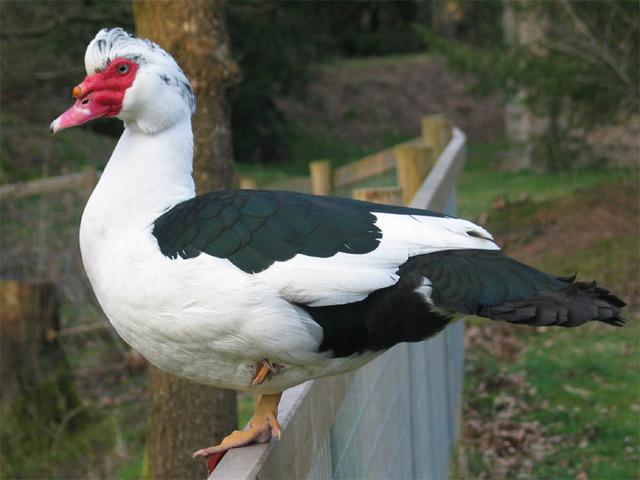 Házi pézsmaréce