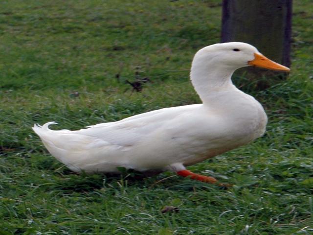 Amerikai Pekin