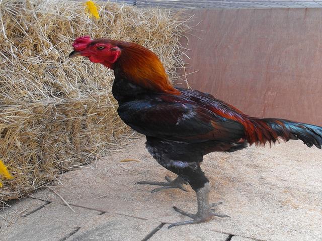 Ausztrál Game