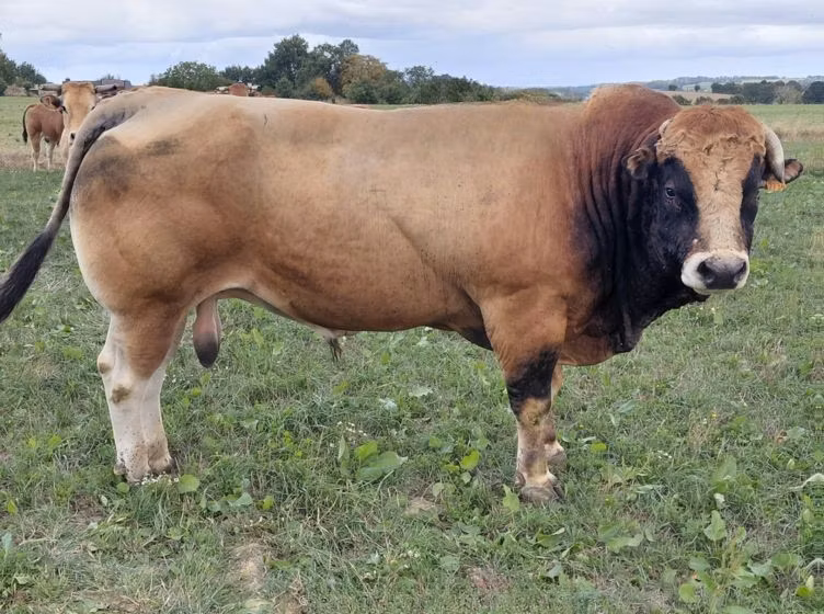Partenaise cattle