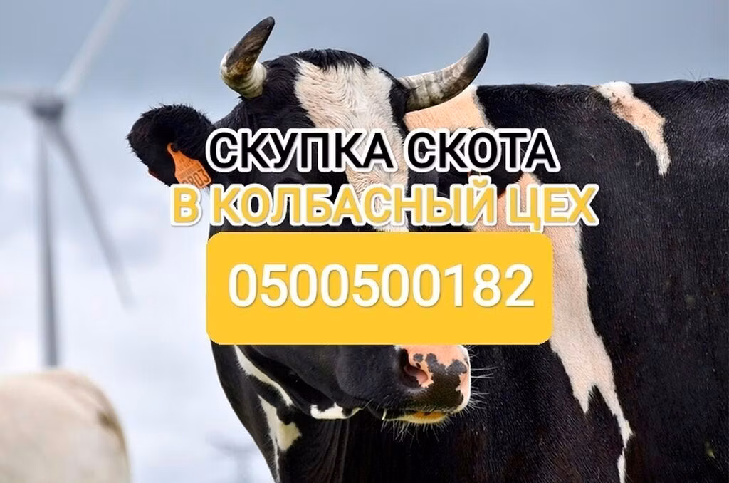 Holštajnska rasa