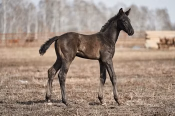Trakehner