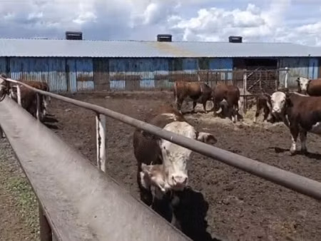 Mucca kazaka a testa bianca