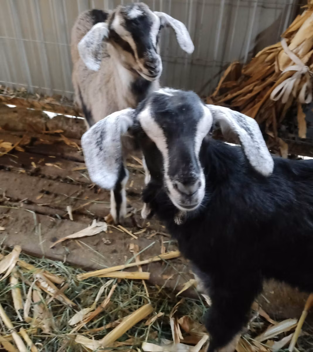 Alpine goat