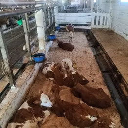 Rasa roșie-pestrită