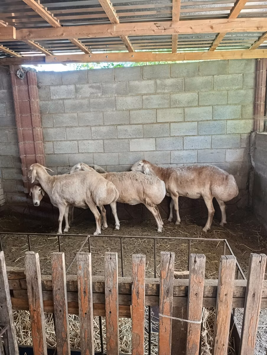 Afghan Arabi sheep