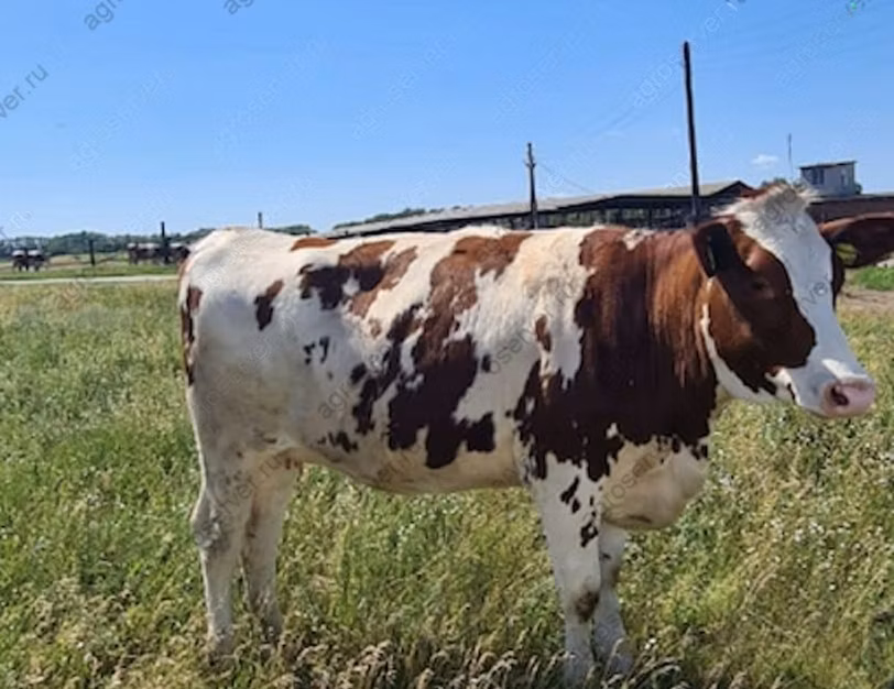 Vaca roja danesa