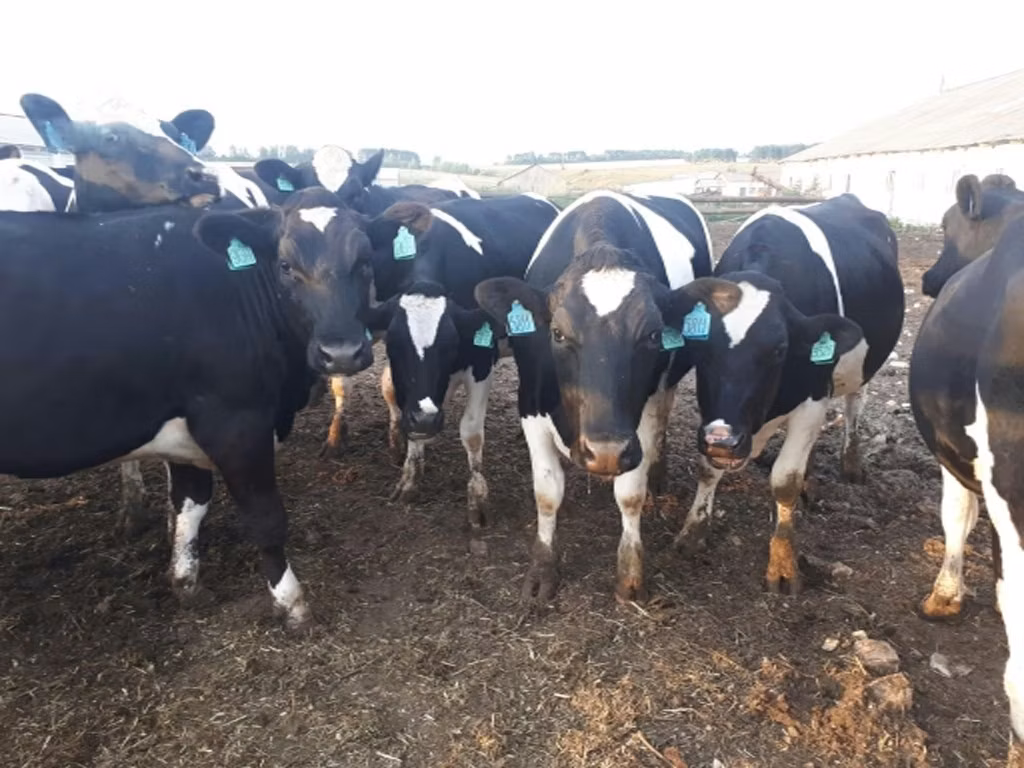 Russian Black pied cattle