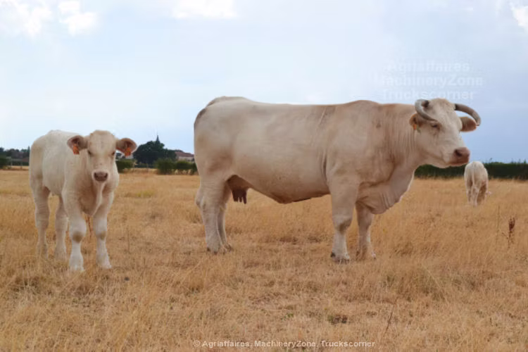 Charolais cattle