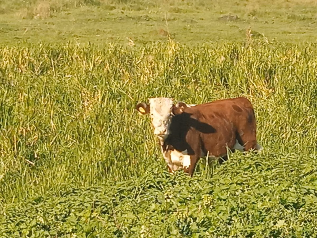 Hereford