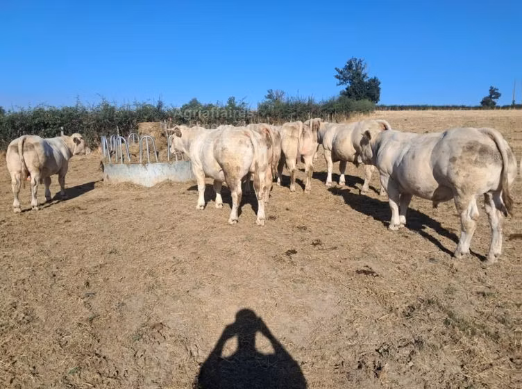 Raza de vaca