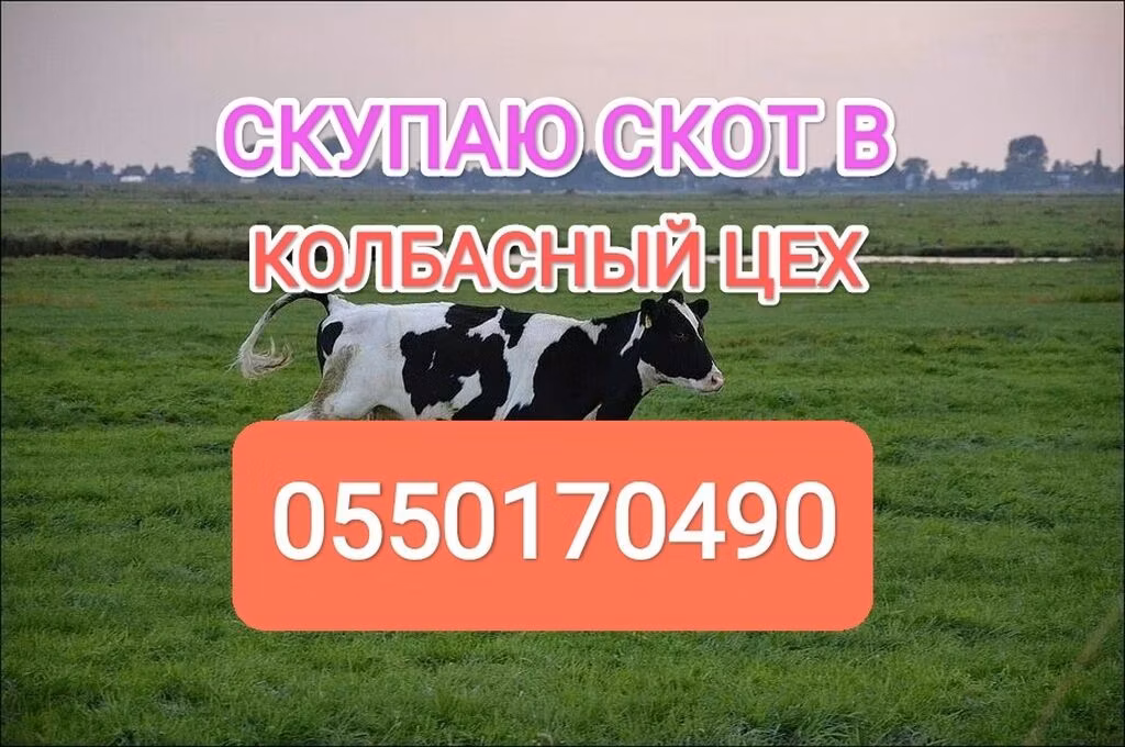 Holštajnska rasa