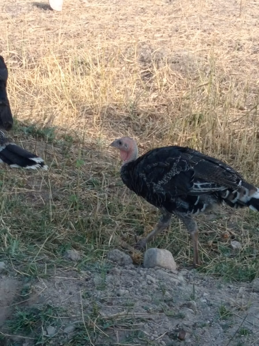नॉरफ़ॉक ब्लैक