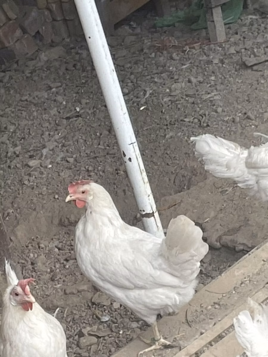 Leghorn