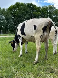 Holstein breed