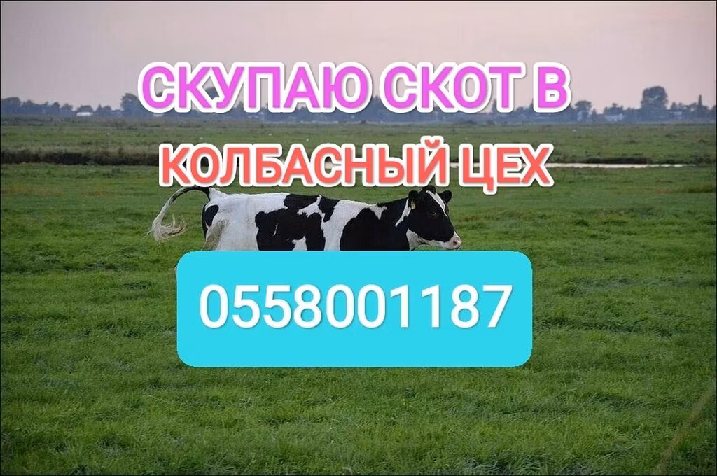 Holštajnska rasa