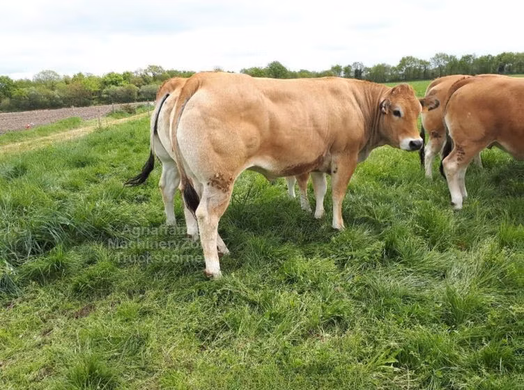 Raza de vaca