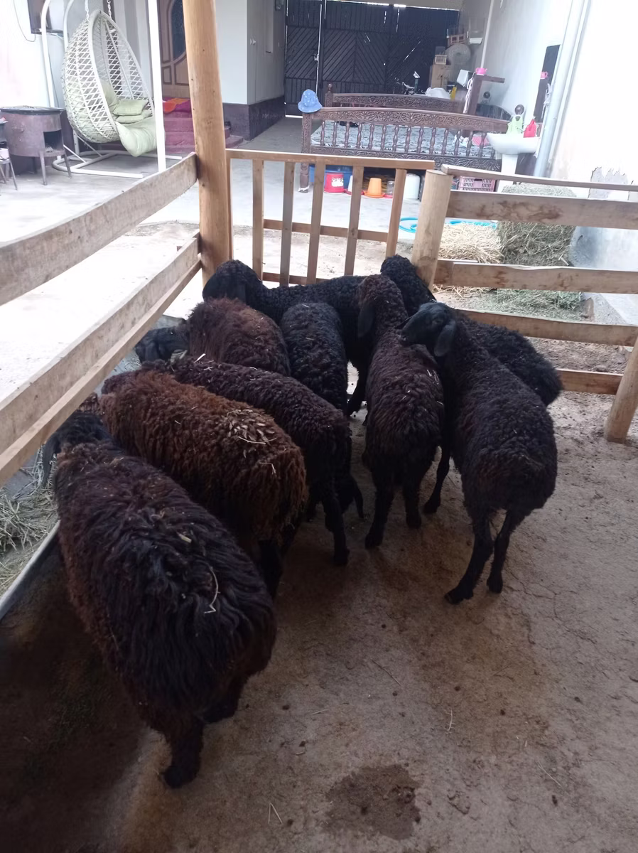 Tajik sheep