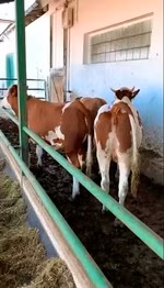 Simmental cattle