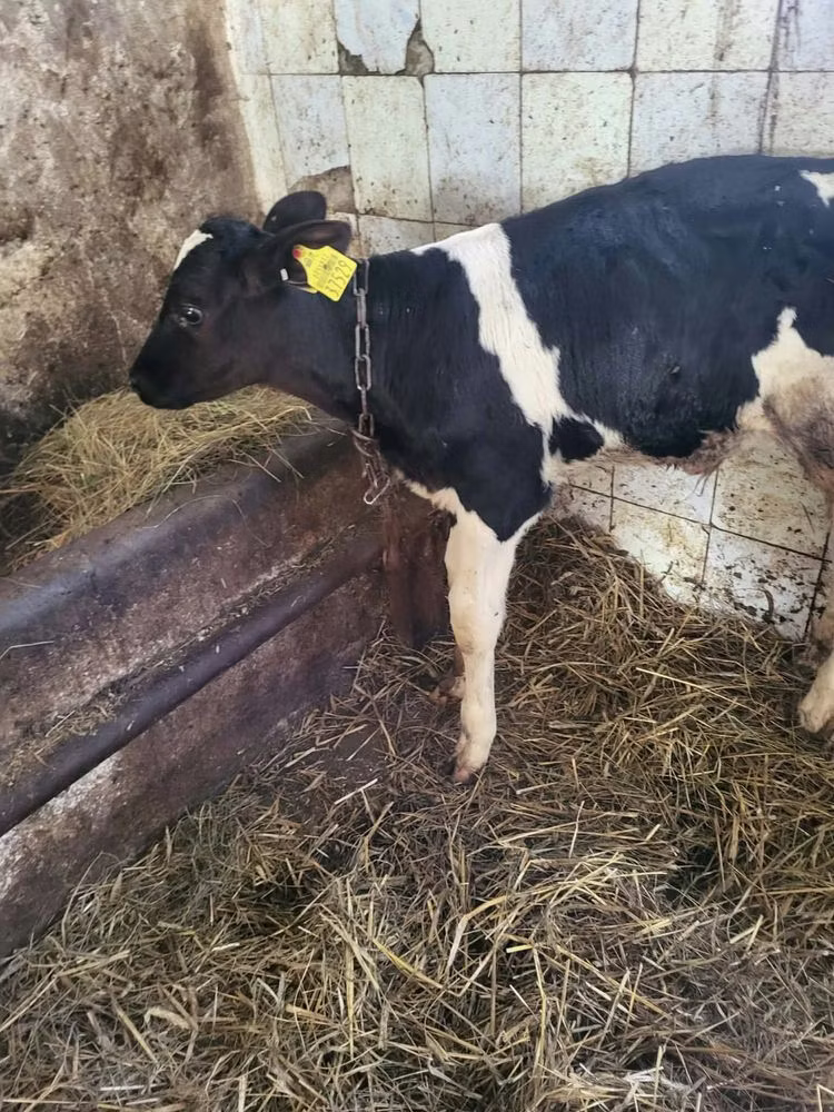 Holstein breed
