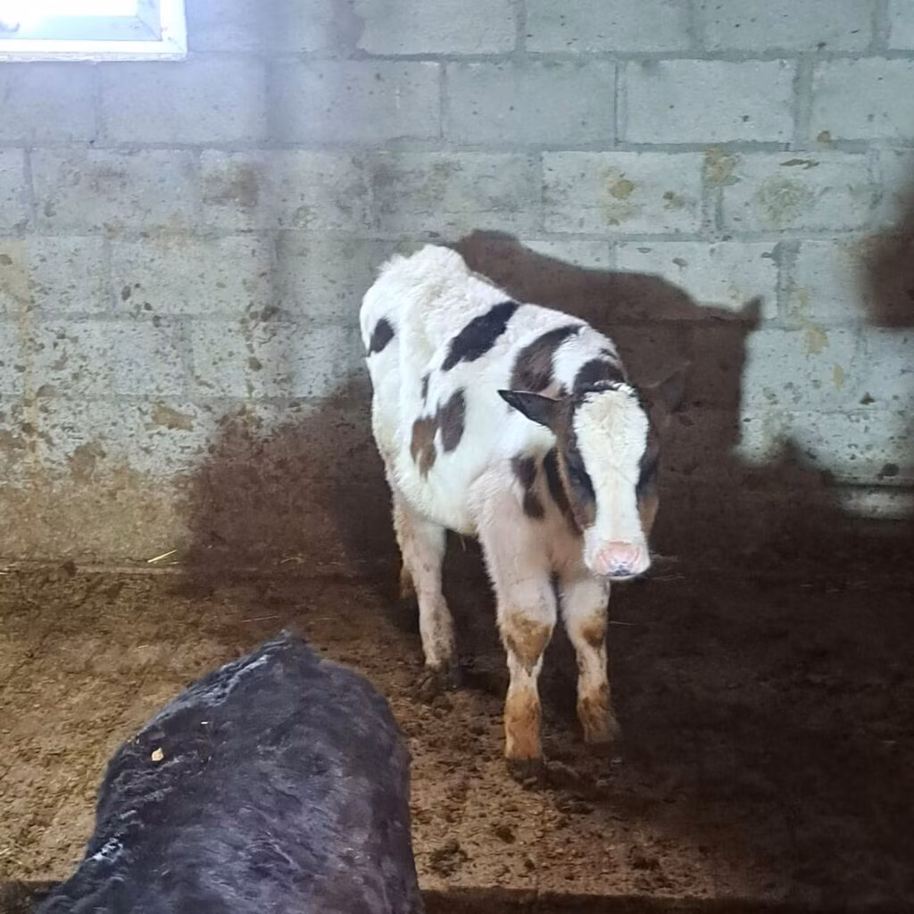 Simmental cattle