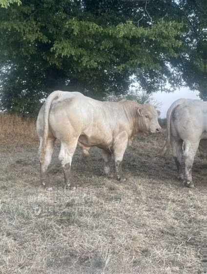 Charolais cattle