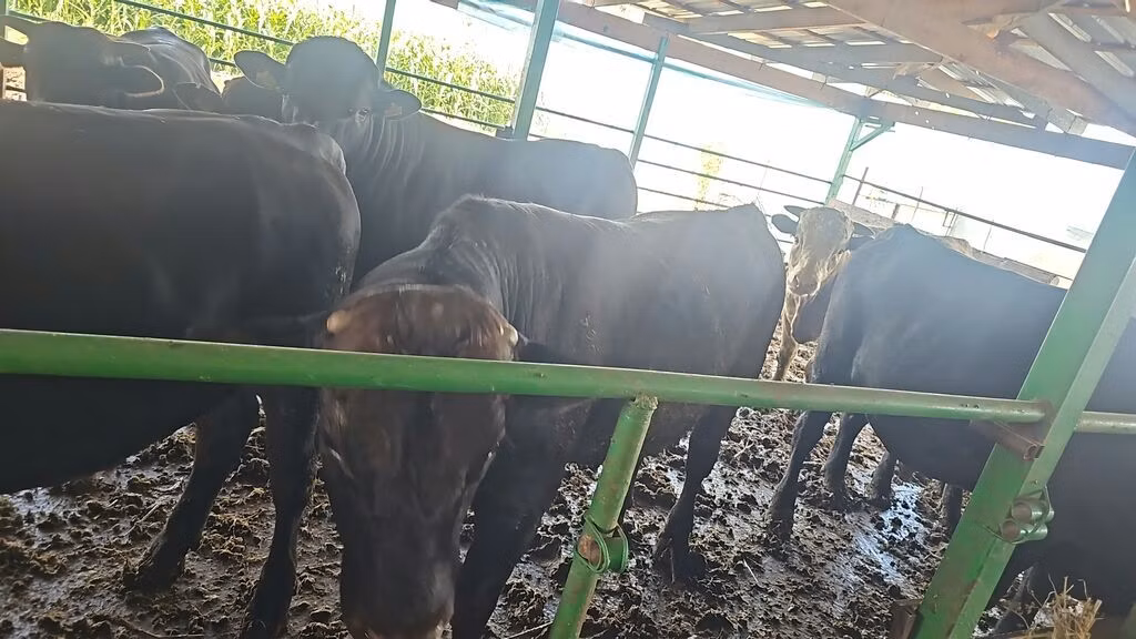 Aberdeen-Angus