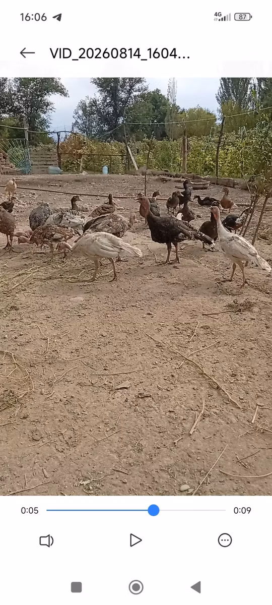 ब्रॉन्ज़