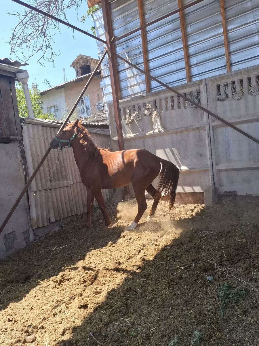 Arabian horse