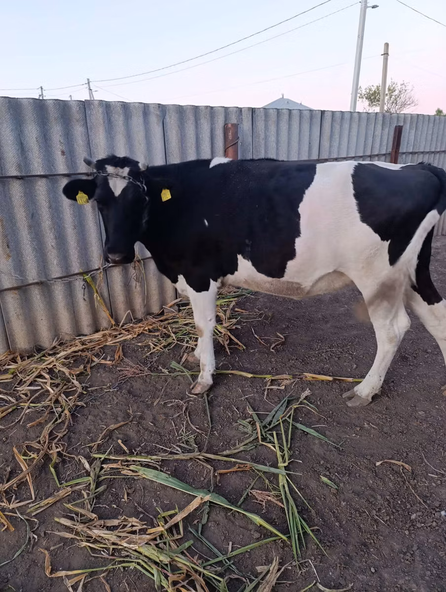 Holstein breed